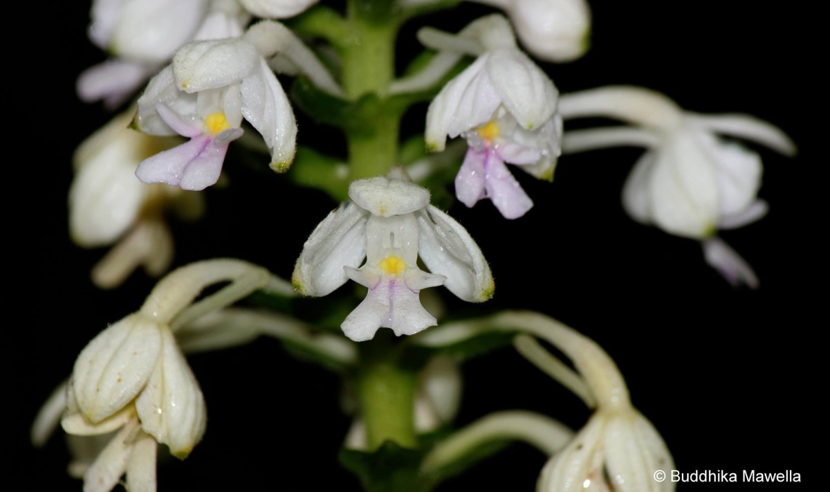 Calanthe triplicata (Willemet) Ames